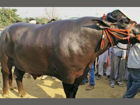 “யுவராஜின் விலை” ஏழு கோடி ரூபாய்- விற்க மறுத்த உரிமையாளர்!