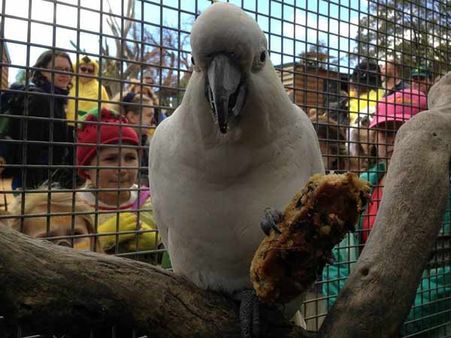 100வது பிறந்த நாள் கொண்டாடிய ஆஸ்திரேலிய கிளி: எலிசபெத் மகராணி வாழ்த்து!