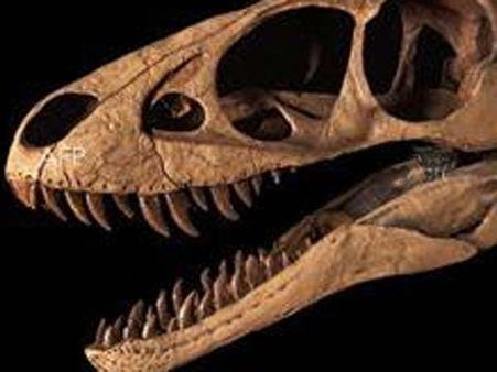 14 கோடி ஆண்டுகள் பழமையான ‘பறவை இடுப்பு’ டைனோசரின் பல் கண்டுபிடிப்பு