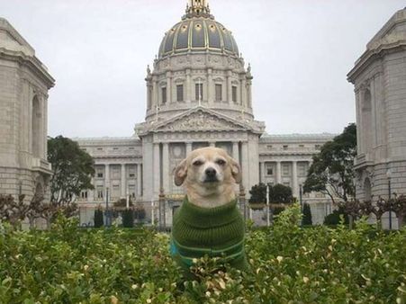 சான்ஃப்ரான்சிஸ்கோவின் ஒருநாள் மேயர் ஆன நாய் ஃப்ரீடா!