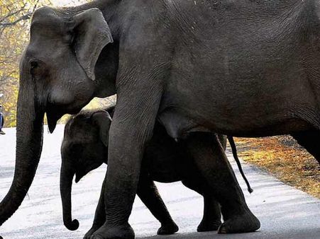 திருவிலஞ்சி குமார கோவிலில் குட்டி யானைக்கு கொடுமைகள் – பக்தர்கள் கொதிப்பு
