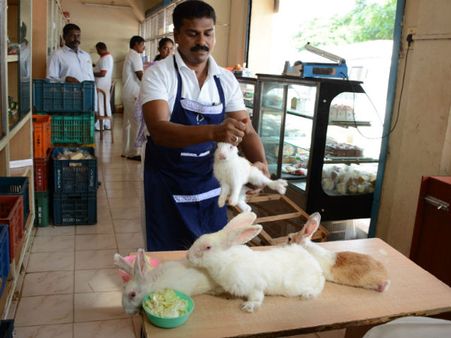 கோயம்பேடு போனா தக்காளி வாங்கலாம்.. புழல் ஜெயிலுக்குப் போனா.. முயல் வாங்கலாம்!
