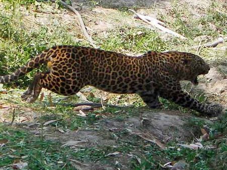 சத்தியமங்கலம் அருகே சிறுத்தை தாக்கி ஒருவர் பலி : சிறுநீர் கழிக்க சென்றபோது பரிதாபம்!