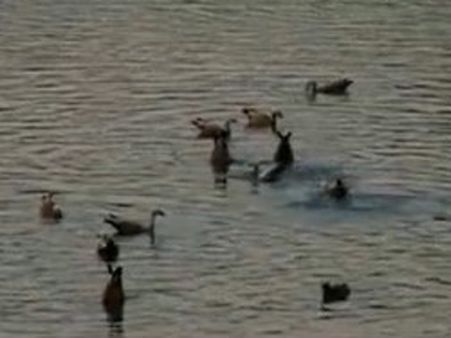 ஜிம் கார்பெட் சரணாலயத்தில் குவியும் சைபீரிய பறவைகள்