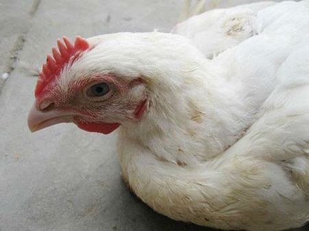 50க்கும் மேற்பட்ட கோழிகள் மர்மச்சாவு: கோவை அருகே பறவை காய்ச்சல் பீதி!