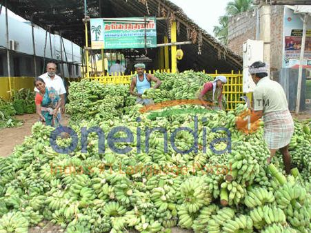 பழனியில் பஞ்சாமிர்தம் தயாரிக்க லாலாப் பேட்டையிலிருந்து ஏற்றுமதியாகும் வாழைத்தார்கள்!