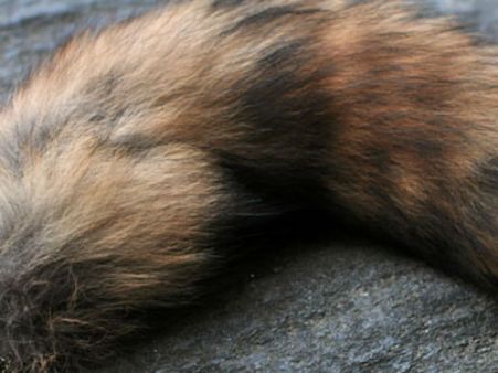 திருத்தணி அருகே சட்டவிரோதமாக நரி வால் விற்ற 2 பேர் கைது