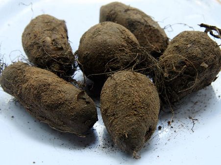 வரத்து அதிகரிப்பு: பாவூர்சத்திரத்தில் சிறுகிழங்கு விலை வீழ்ச்சி- விவசாயிகள் கவலை