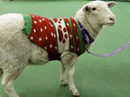 காணாமல் போன ஆட்டை ஃபேஸ்புக் மூலம் கண்டுபிடித்த உரிமையாளர்