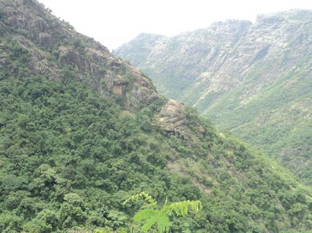 களவு போகுது “கொல்லிமலை ரகசியங்கள்” – மூலிகைகள் கடத்திய 4 பேர் கைது