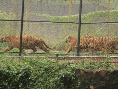 வண்டலூரில் மீண்டும் பழைய இடத்தில் புலிகள்... பார்வையாளர்கள் வழக்கம் போல பார்க்கலாம்!