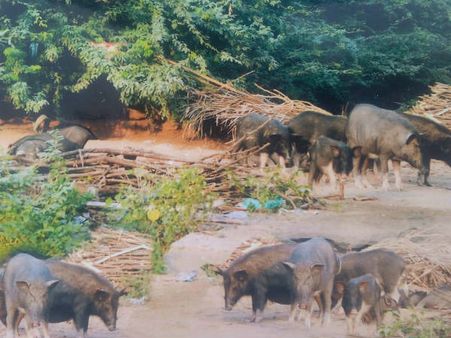கரூரில் சுதந்திரமாக சுற்றித் திரியும் பன்றிகள்.. பன்றிக் காய்ச்சல் பீதியில் மக்கள்!
