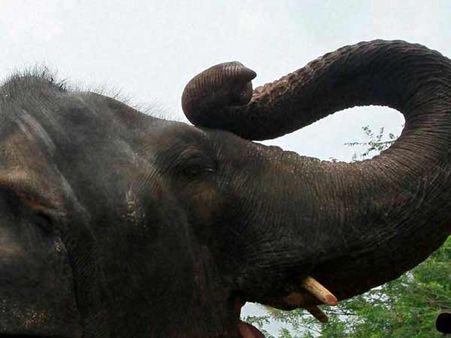 காட்டு யானைகளின் அட்டகாசம்- வன ஊழியரையும், விவசாயியையும் மிதித்தே கொன்ற யானைகள்