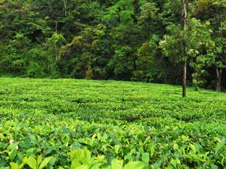 வனப்பகுதியில் அனுமதியில்லாமல் மூலிகை பறித்த 12 பேர்.. ஆளுக்கு ரூ. 1000 அபராதம்