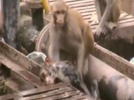 மனிதர்களுக்கு குரங்குகள் கற்பித்த “மனிதநேயம்” – கான்பூர் ரயில் நிலையத்தில் நெகிழ்ச்சி!