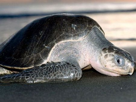 கடற்கரையில் இறந்து கிடந்த அரிய வகை “ஆலிவ்ரெட்லி” ஆமை – புதுவை வனத்துறையினர் மீட்பு