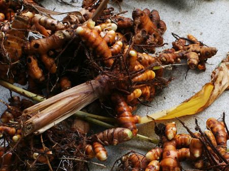 பொங்கல் மாதத்தில் மஞ்சள் குலை விளைச்சல் அமோகம் - பிரகாசத்தில் விவசாயிகள்!