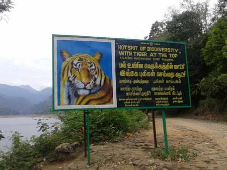 காட்டுக்குள்ள செம குளிர்.. வனப்பேச்சியம்மன் கோவிலுக்கு வாக்கிங் வந்த முண்டன்துறை புலி