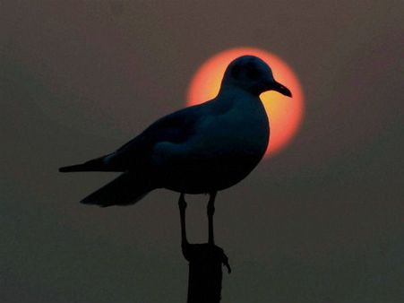 எட்டரை மணிக்கு எழுந்துவரும் சூரியன்... குளிரில் நடுங்கும் பெங்களூரு!