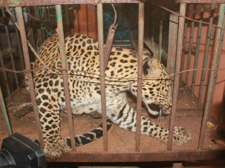 நெல்லைக்கு வந்த சிறுத்தையை கொண்டு வந்தது சர்க்கஸ்காரர்களா அல்லது வேட்டைக்காரர்களா??