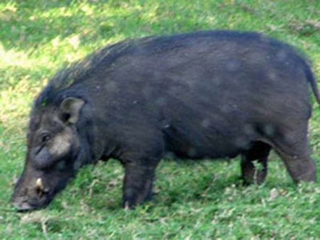 காட்டு பன்றியை சமைத்து சாப்பிட்ட கும்பல்- வனத்துறையினர் வந்ததால் தப்பி ஓட்டம்