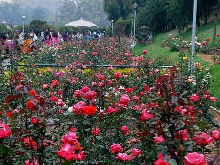 ஊட்டியில் 0 டிகிரி செல்சியசுக்கு குறைந்தது வெப்ப நிலை! வெள்ளை மழை பொழிகின்றது