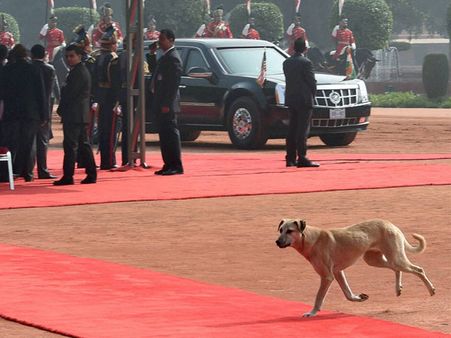 அங்கே என்ன கூட்டம்!? ஜனாதிபதி மாளிகையில் எட்டிப்பார்த்த நாய்!!: துரத்தி பிடித்த போலீஸ்