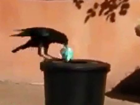 அண்டங்காக்காவை பார்த்திருப்பீங்க, மோடியின் காக்காவை பார்த்திருக்கிறீர்களா?