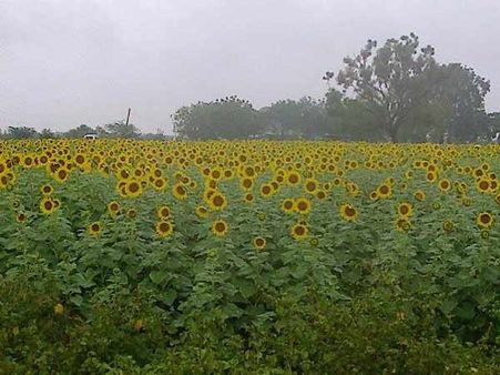 பூத்துக் குலுங்கும் சூரியகாந்திப் பூக்கள்- அமோக விளைச்சலால் மகிழ்ச்சியில் விவசாயிகள்!
