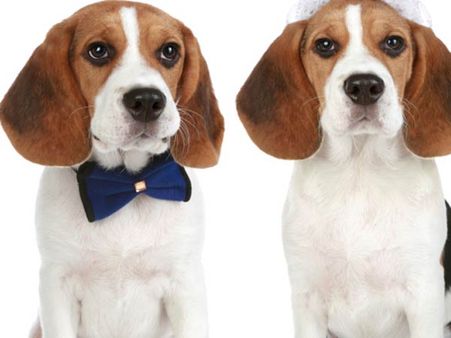 இனி உங்க “பெட் அனிமல்” கூட விமானத்தில் ஜாலியாக பயணிக்கலாம்!