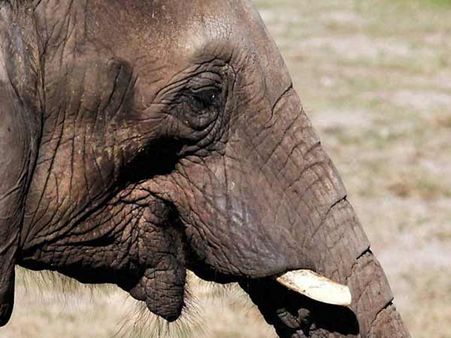 கார் மோதி குட்டியானை பலி... காரை அடித்து நொறுக்கி... கண்ணீர் விட்டுப் பிளிறிய யானைக் கூட்டம்!