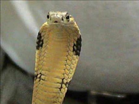 பாம்பு பிடிப்பதில் “எக்ஸ்பர்ட்” கல்லூரி மாணவன் ராஜநாகம் கடித்து உயிரிழப்பு