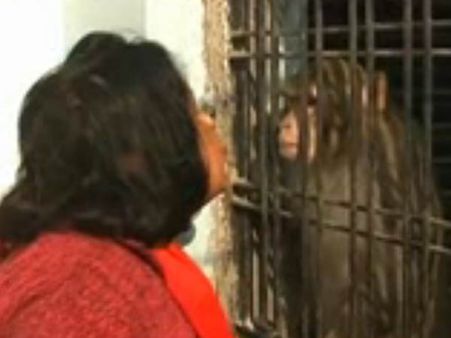 எல்லாமே இதுக்குத்தான்.... ஜாக்சன் வழியில் குரங்குக்கு சொத்துக்களை எழுதி வைத்த ரேபரேலி தம்பதி!