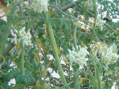 கரூரில் எங்கு பார்த்தாலும் பூத்துக் குலுங்கும் 