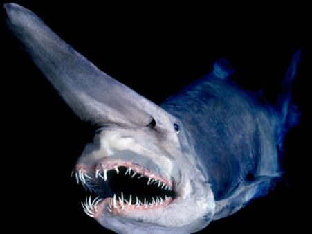 கேமராவில் சிக்கிய “ஏலியன்” சுறா – முதன்முதலாக புகைப்படம் வெளியிட்ட சிட்னி மியூசியம்