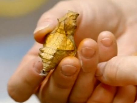 பர்ட்விங்... சான்டியாகோ ஜூவில் வளரும் அரிய வகை வண்ணத்துப் பூச்சிகள்!