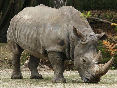 ஜூவில் இருந்து தப்பித்து ஊருக்குள் புகுந்து பெண்ணைத் தாக்கிக் கொன்ற காண்டாமிருகம்... 6 பேர் காயம்!