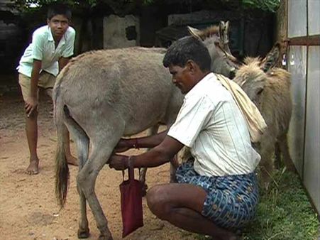 ஏம்மா, கா லிட்டர் கழுதைப் பாலை வாங்கி புள்ளைக்கு காய்ச்சிக் கொடேன்.... !
