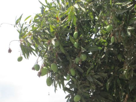 தித்திக்கத் தித்திக்க.. திகட்டத் திகட்ட.. ருசித்துச் சாப்பிட வரும் மாம்பழங்கள்.. ரெடியாகுங்க!