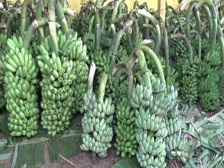 வாழைத்தார் விலை கடும் வீழ்ச்சி... விவசாயிகள் தவிப்பு