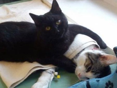 நோயுற்ற பிராணிகளை ஆதரவாய் கவனிக்கும் “நர்ஸ்” பூனை – போலாந்தின் ஆச்சரியம்!