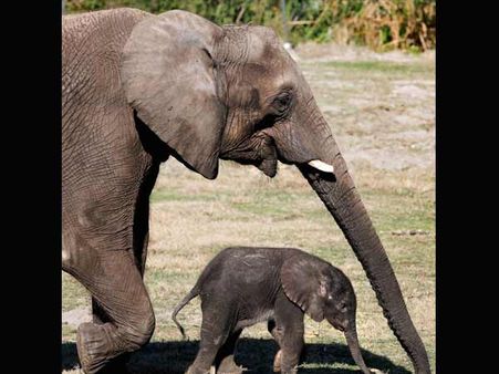 நடுரோட்டில் யானைக்கு “டெலிவரி” - வால்பாறையில் 7 மணி நேரம் “டிராபிக் ஜாம்”!