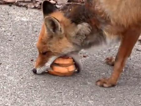 வடைக்கு பதில் சாண்ட்விச் “ரெடி” செய்யும் ஹைடெக் நரி