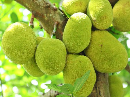 தித்திக்கும் ‘பலா’... திகட்டாத உணவுகள்... கேரளாவில் நடந்த ‘பலாப்பழ திருவிழா’!