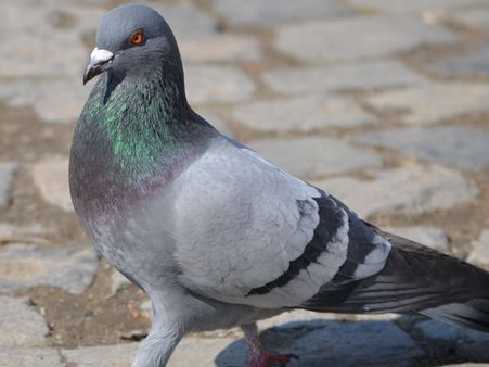 பஞ்சாப் வந்த பாகிஸ்தான் புறா… விஸ்வரூபம் பட பாணியில் உளவு?