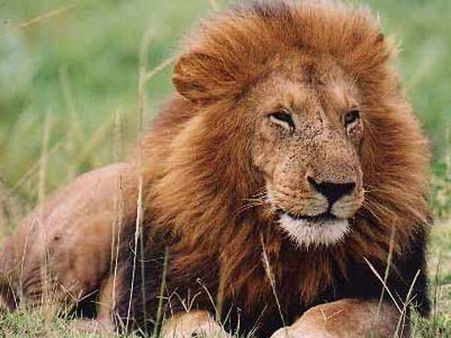 கார் கண்ணாடியைத் திறந்து வைத்து வேடிக்கை பார்த்த பெண்.. சிங்கம் அடித்ததில் பலியானார்!