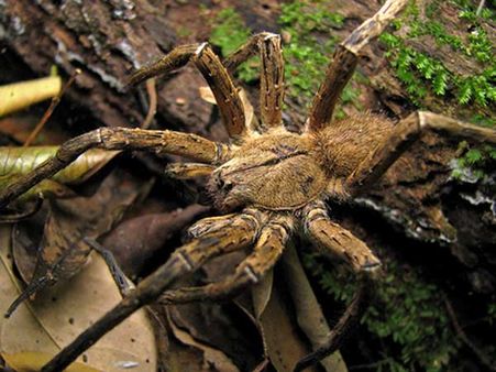 கொடிய “பிரேசில் வாண்டரிங் சிலந்தி”யை பிடிக்க மூடப்பட்ட இங்கிலாந்து சூப்பர் மார்க்கெட்!