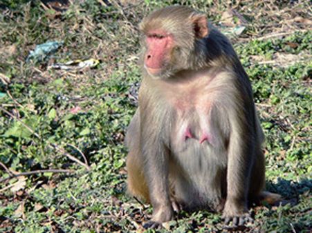 மின்சாரம் பாய்ந்து பலியான குரங்கு.. தாரை தப்பட்டை முழங்க நல்லடக்கம் செய்த கிராமத்தினர்!