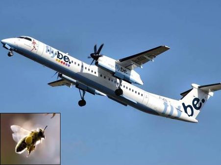 அவசரமாகத் தரை இறங்கிய இங்கிலாந்து விமானம்... காரணம் ஒரு குட்டி ’கருப்புத் தேனீ’