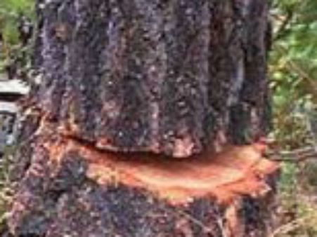 'மரத்தைத் தூக்கி தலையில போடு’... நிருபர்கள் மீது தாக்குதல் நடத்திய மரம் வெட்டும் தொழிலாளர்கள்